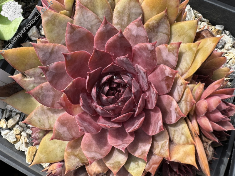  When You Awake (NNG)