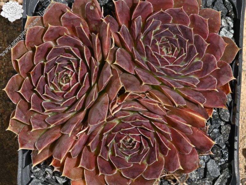 Aristobule / Jovi