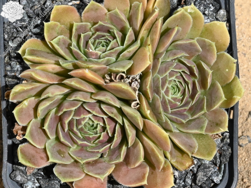 Ballet Dancer / Jovi