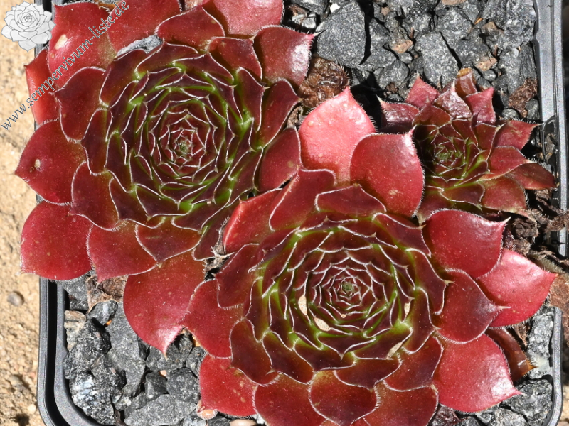 Chocolate Sundae / Jovi