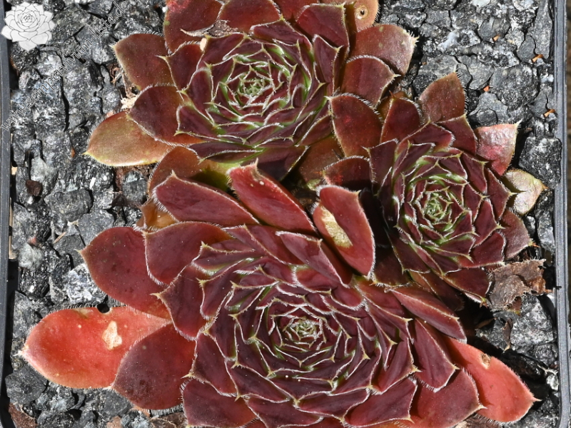 Christoffelina / Jovi