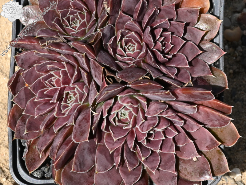 Korspelse Hervinia / Jovi