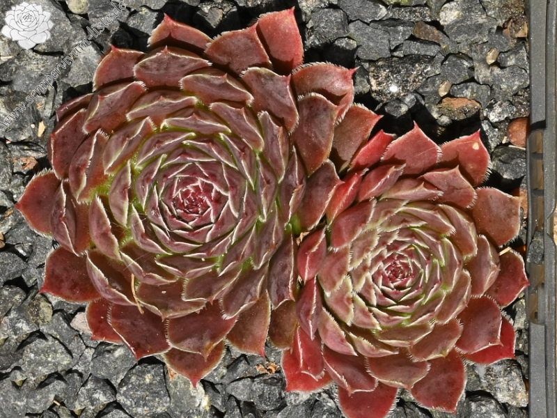 Mausolus / Jovi
