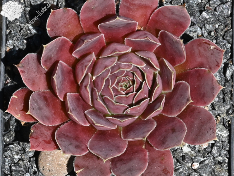 Volcan de Aqua / Jovi