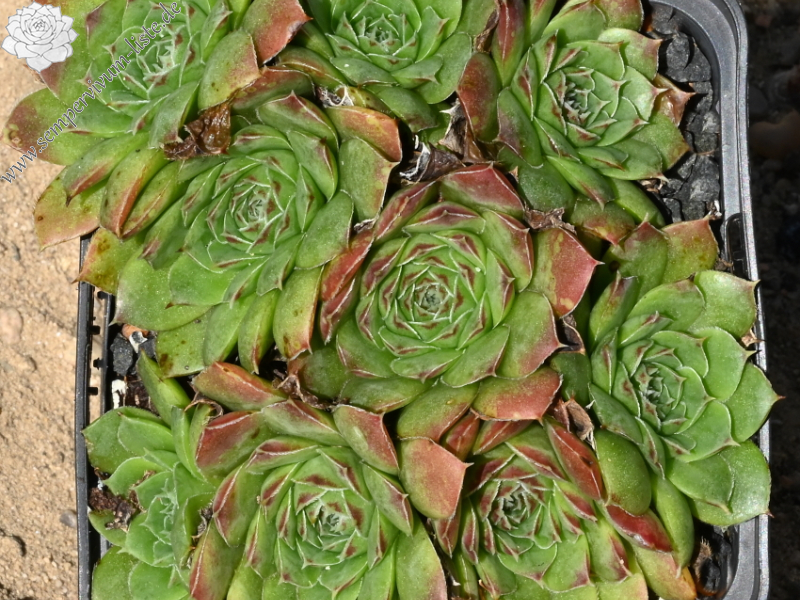 heuffelii (glabrum) from Kopaonik