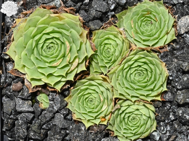 heuffelii (glabrum) from Hajla