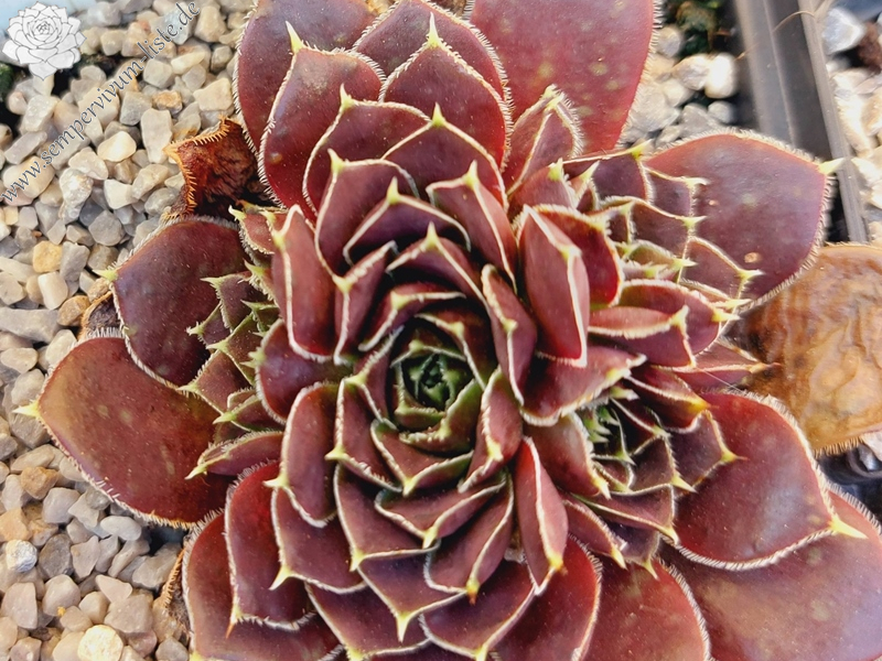 Winter Chocolate / Jovi