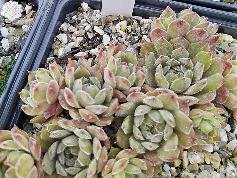Mamamia