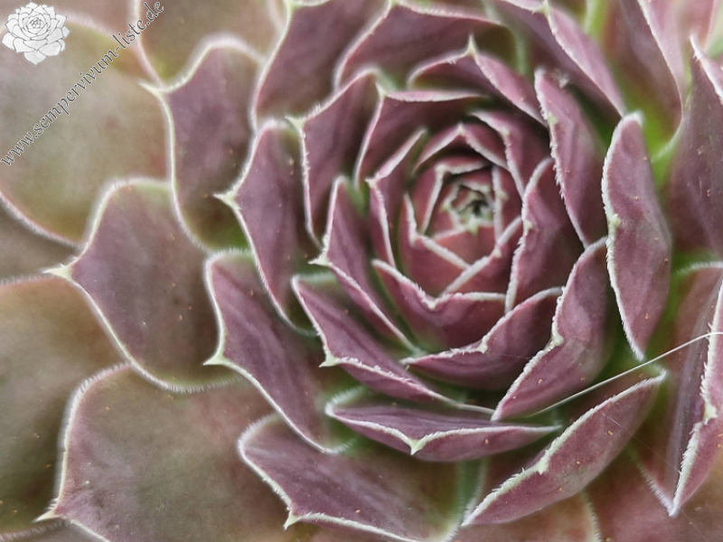 Mount Banahaw / Jovi