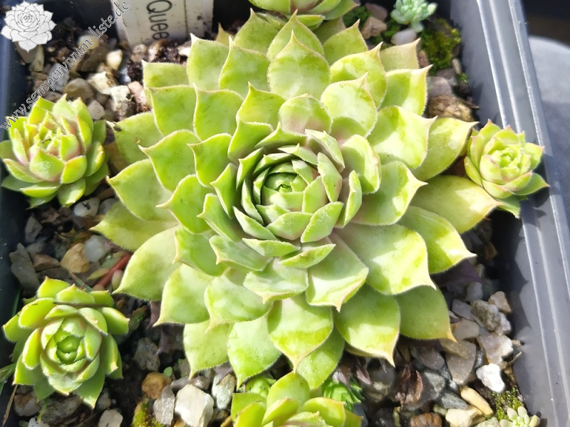 My Lemon Queen