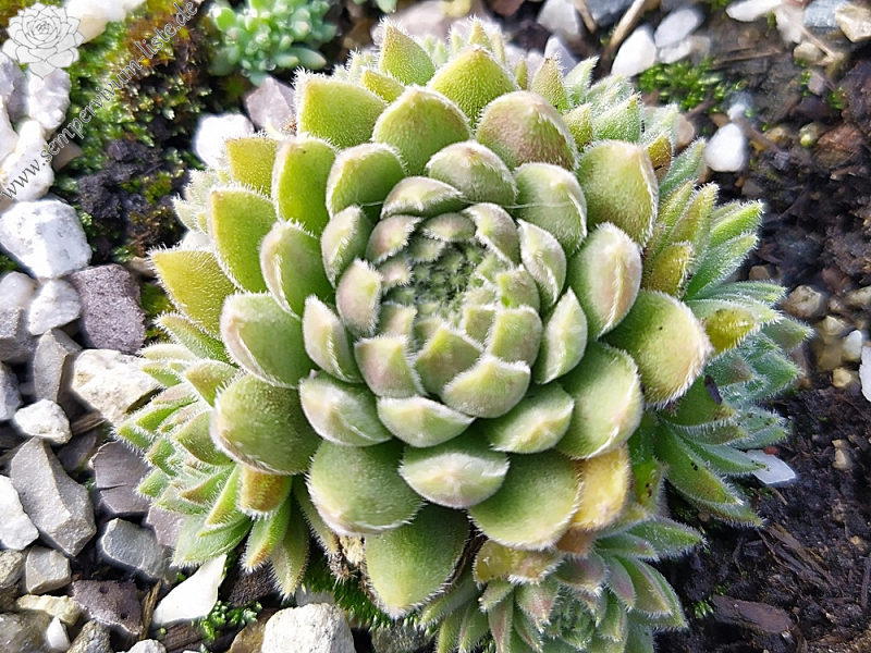 Nano