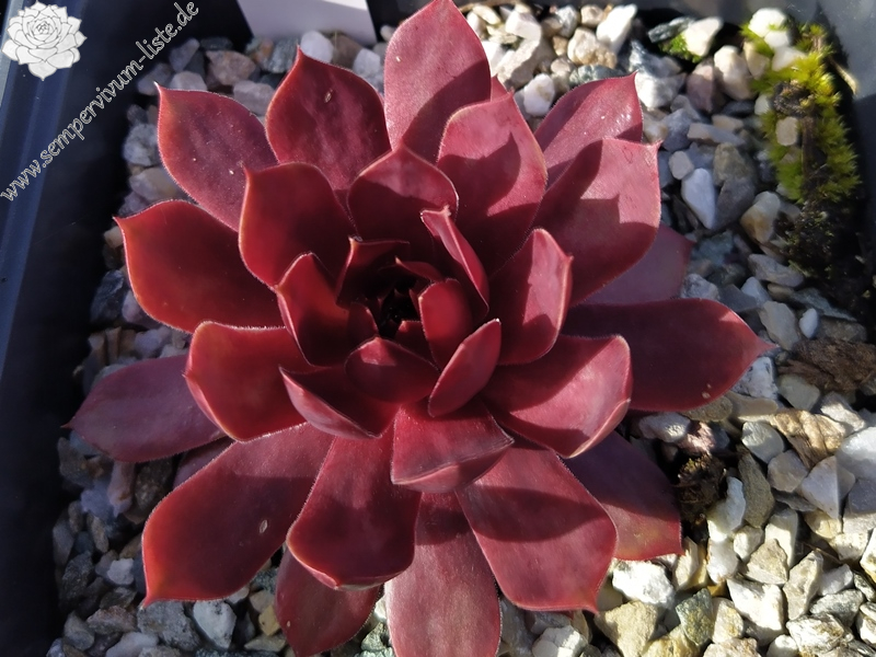 Peters Rote Krabbe
