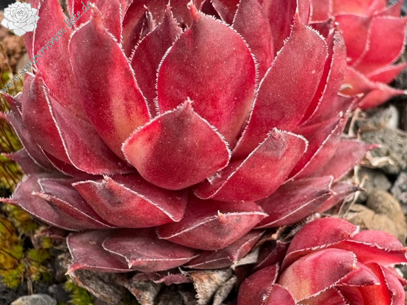 Pink Star