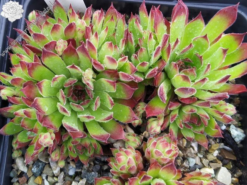 Schmalhans