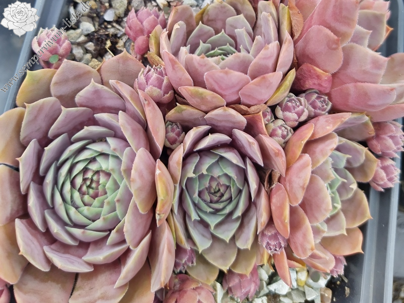 Chick Charms® Steel Appeal