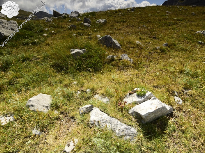 marmoreum ssp. marmoreum from Astraka, Hütte
