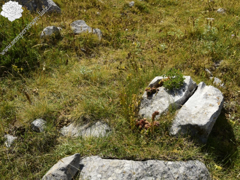 marmoreum ssp. marmoreum from Astraka, Hütte