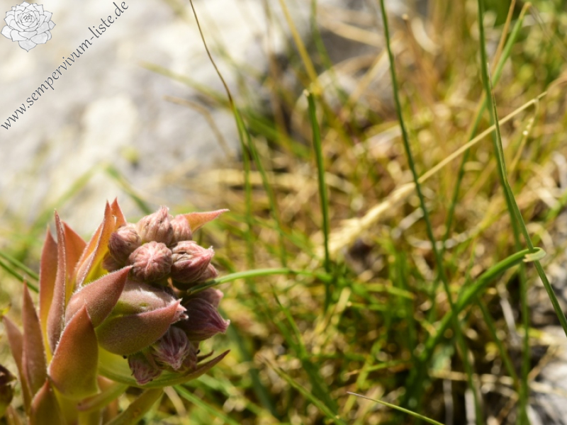 marmoreum ssp. marmoreum from Astraka, Hütte