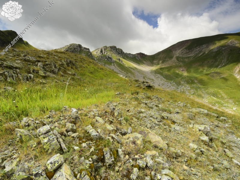 heuffelii from Matsouki, N