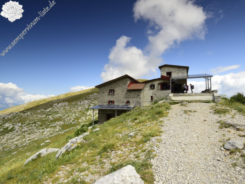 marmoreum ssp. marmoreum from Astraka, Hütte