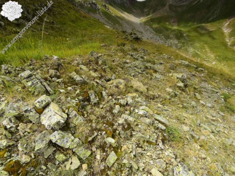 heuffelii from Matsouki, N