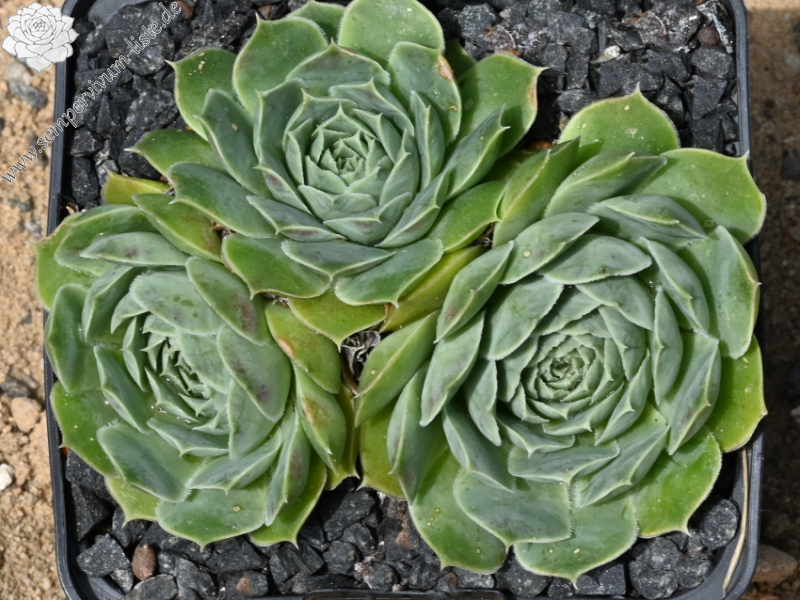 heuffelii (glabrum) from Treska Gorge