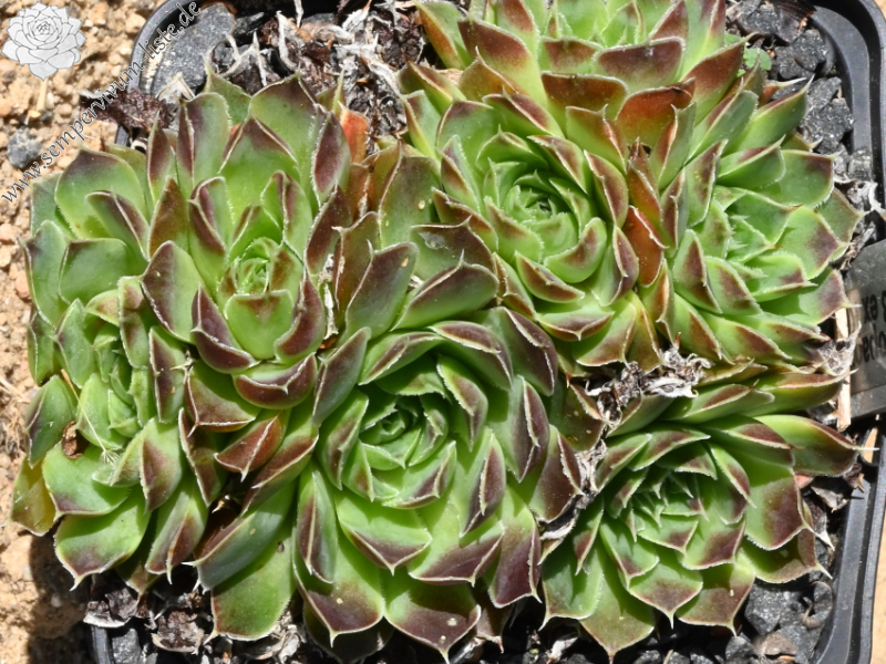 heuffelii (kopaonikense) from Kopaonik