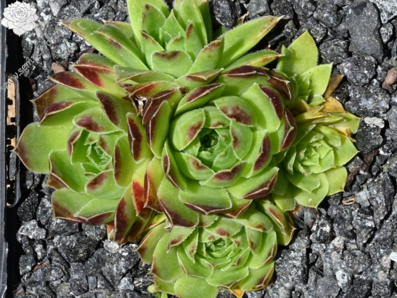 heuffelii (glabrum) from Sarajevo