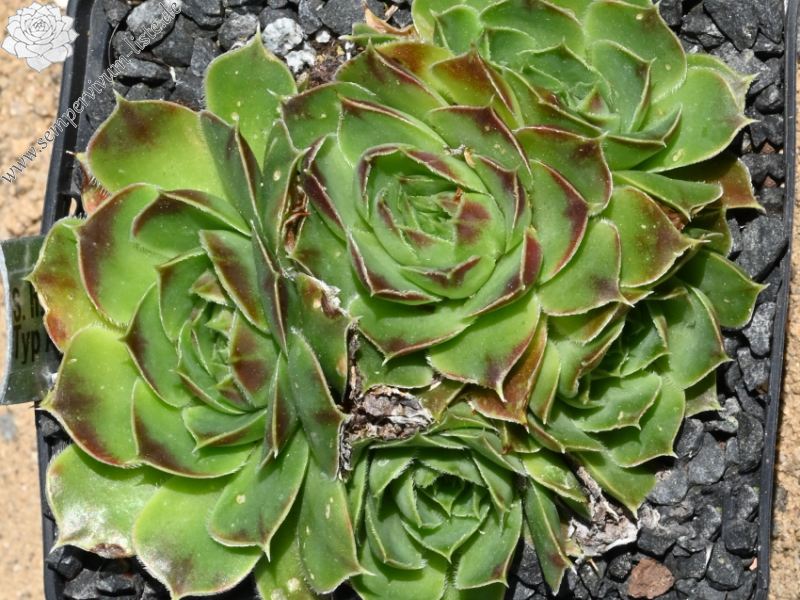 heuffelii (glabrum) from Galičica, Typ A, PH1798