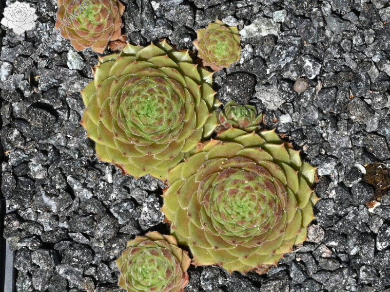 Korspelse Ecenur-Medine