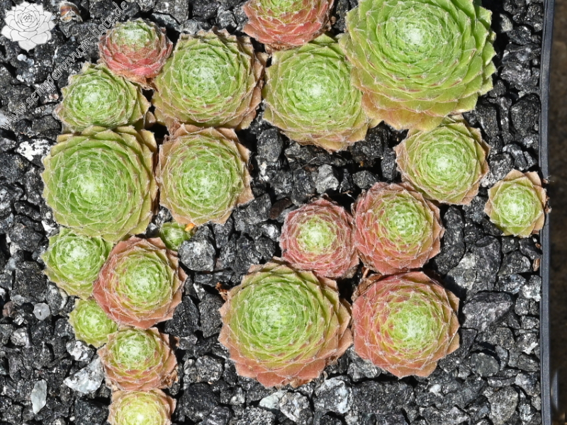 Lemon Babies