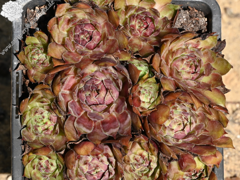 Sunray Goliath