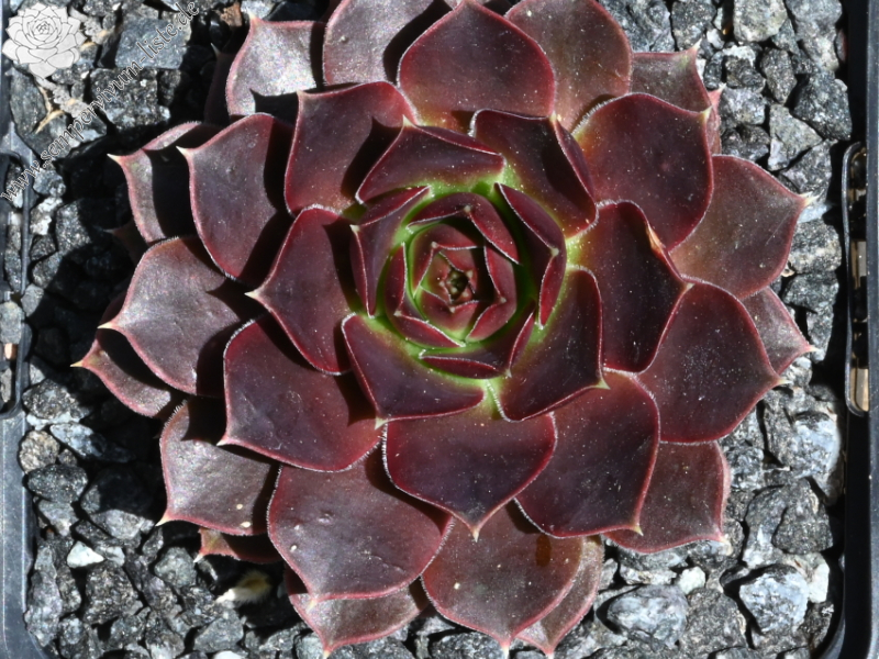 Banby Loniers / Jovi