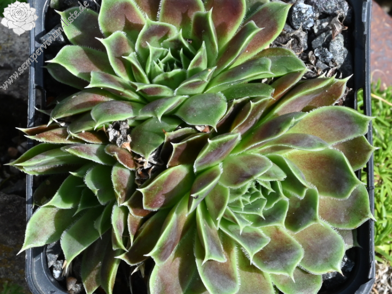 Green Roosje / Jovi