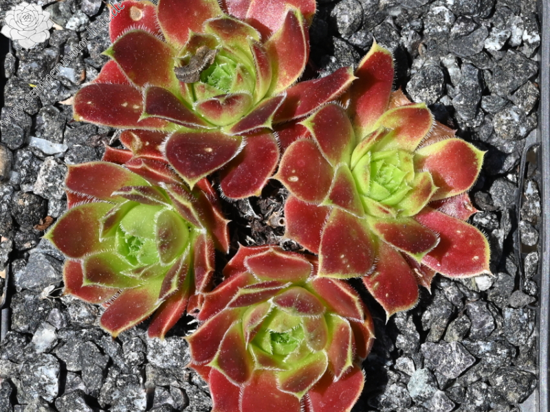 Harlekin / Jovi