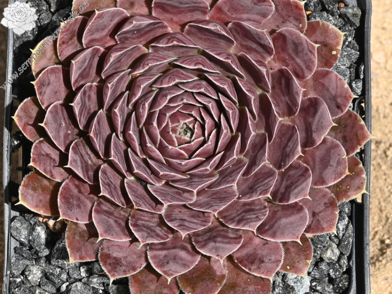 Korspel Dunkle Schone / Jovi