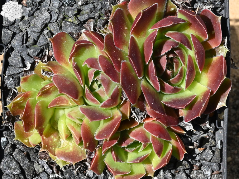 Korspel Midnight / Jovi