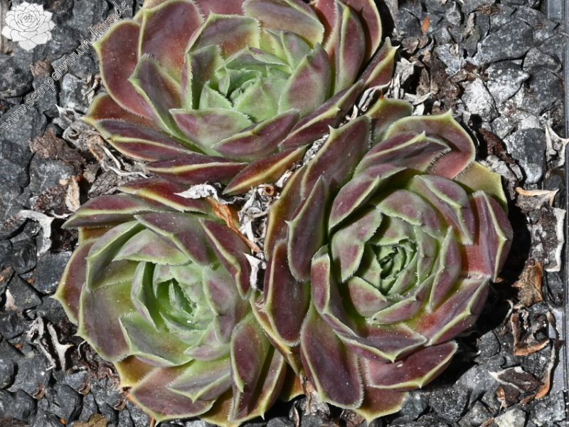 Korspelse Felipina / Jovi