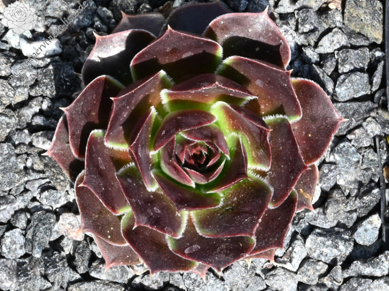 Morgenrood / Jovi