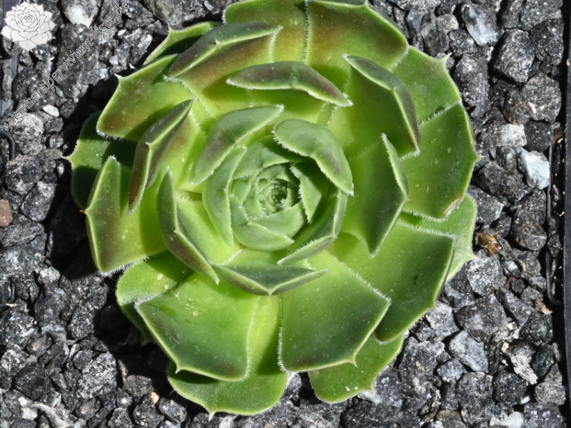 Pfälzer Ulli / Jovi