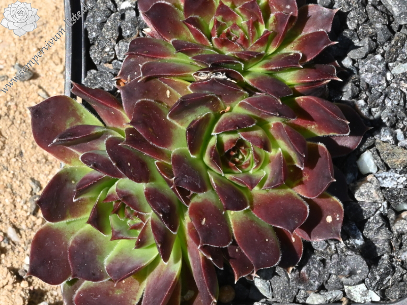 Turangi / Jovi ( II )