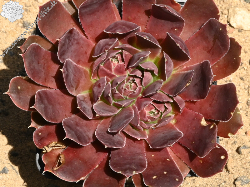 Yumari / Jovi