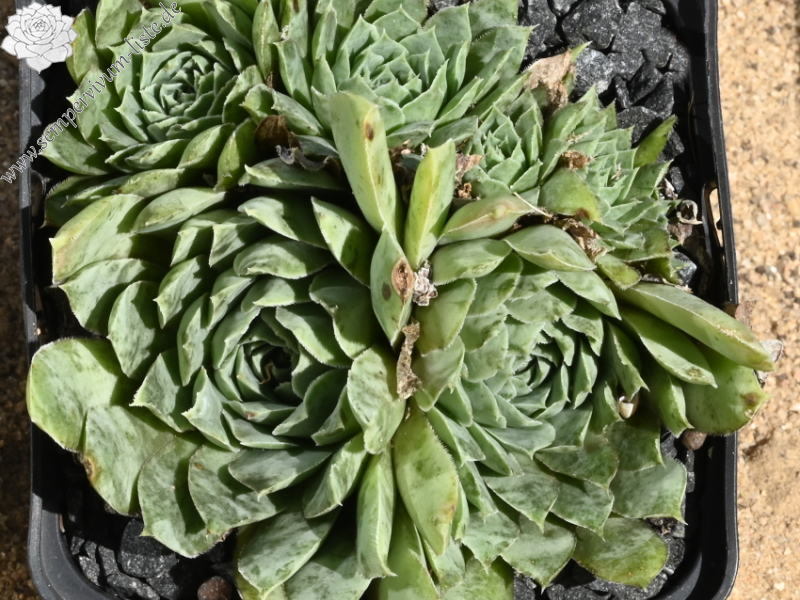 "heuffelii from Naklo, Tara"