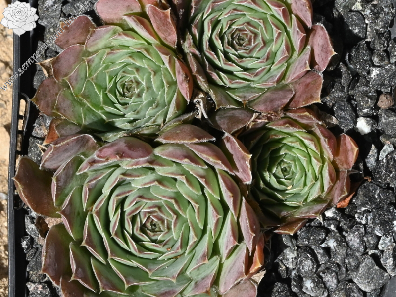 heuffelii (glabrum) from Galičica PH222