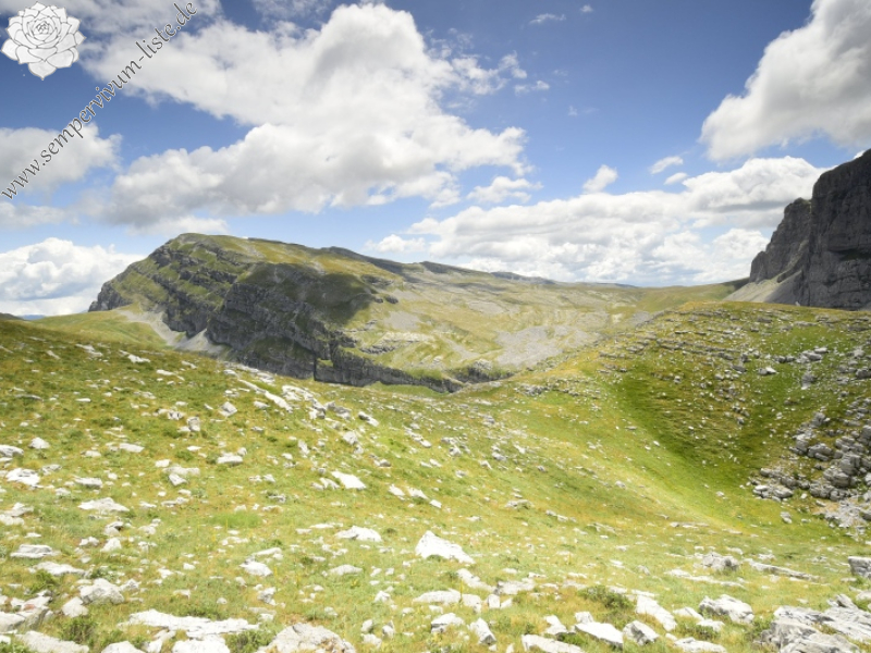 marmoreum ssp. reginae-amaliae from Koutsomitros, 1