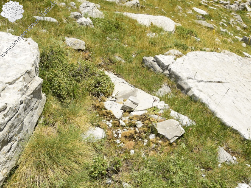 marmoreum ssp. reginae-amaliae from Koutsomitros, 1