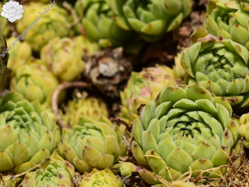marmoreum ssp. reginae-amaliae from Koutsomitros, 1