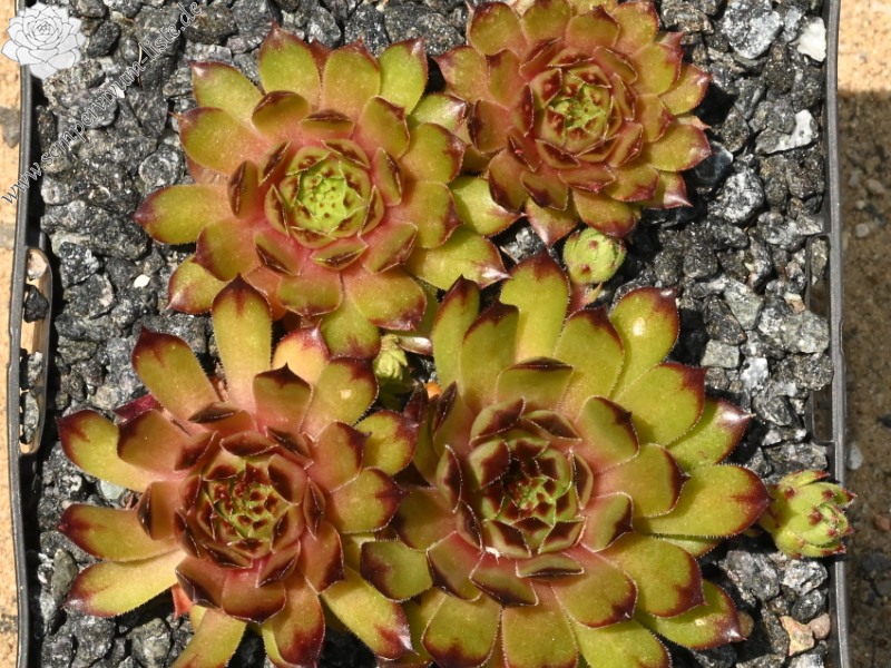 Crown Sterling