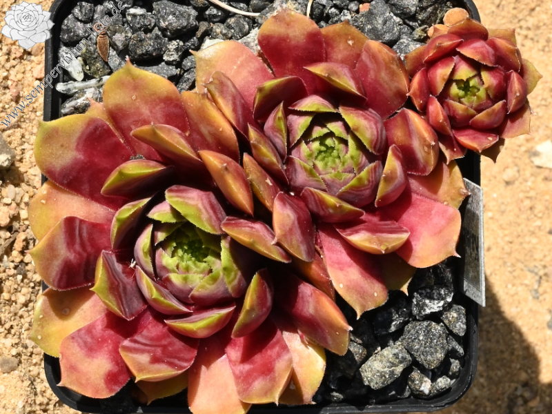 Kaleidoskop