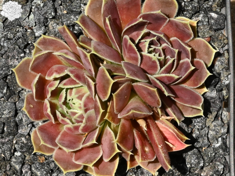 Flore-Ange / Jovi